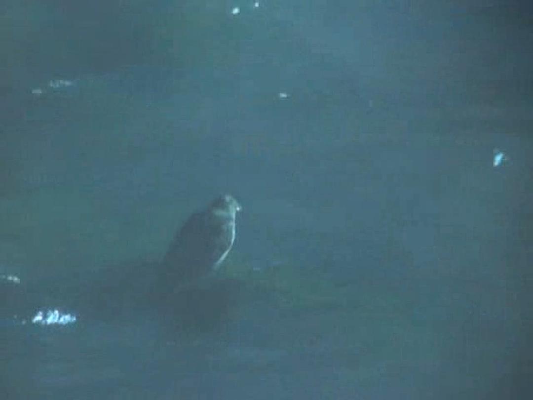 野鸟世界 The Life of Birds