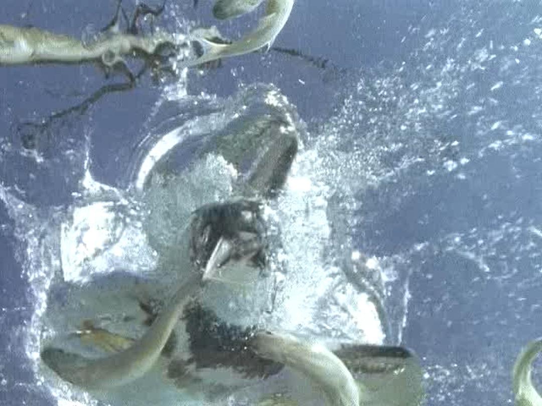 野鸟世界 The Life of Birds