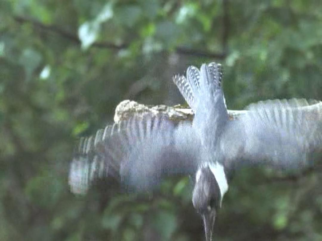 野鸟世界 The Life of Birds