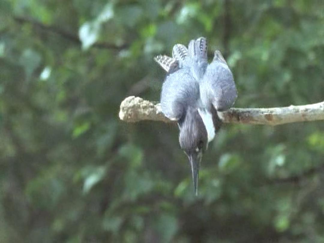 野鸟世界 The Life of Birds