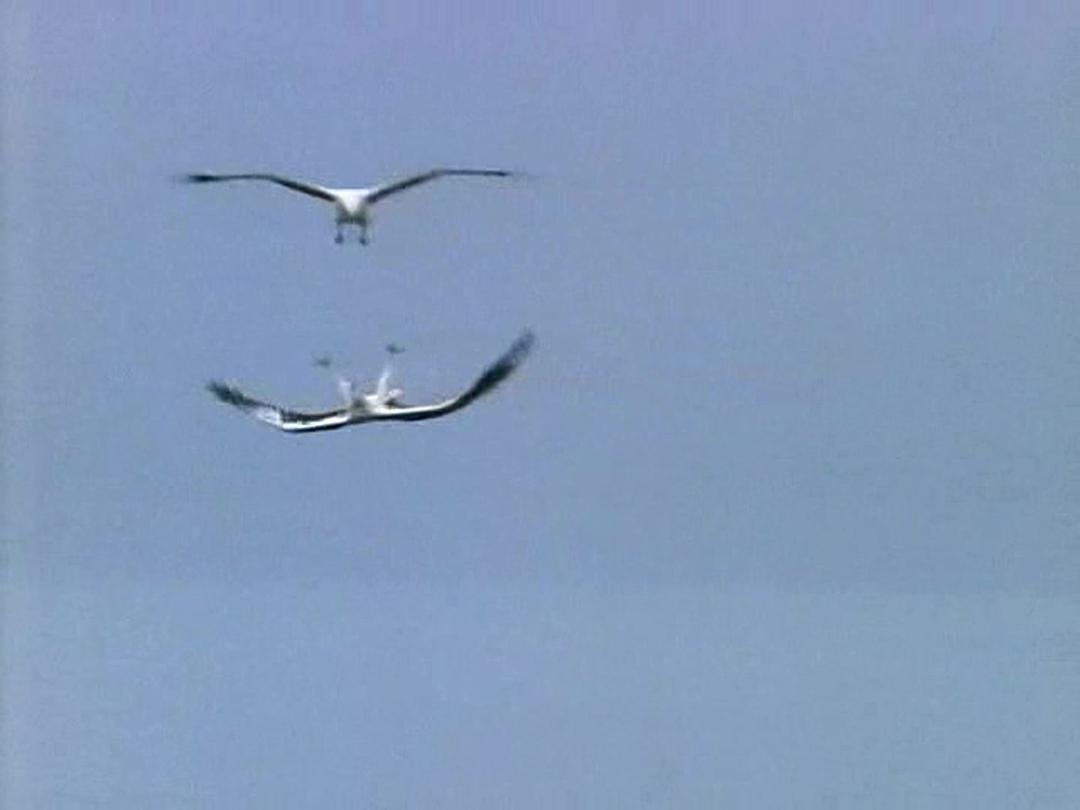 野鸟世界 The Life of Birds