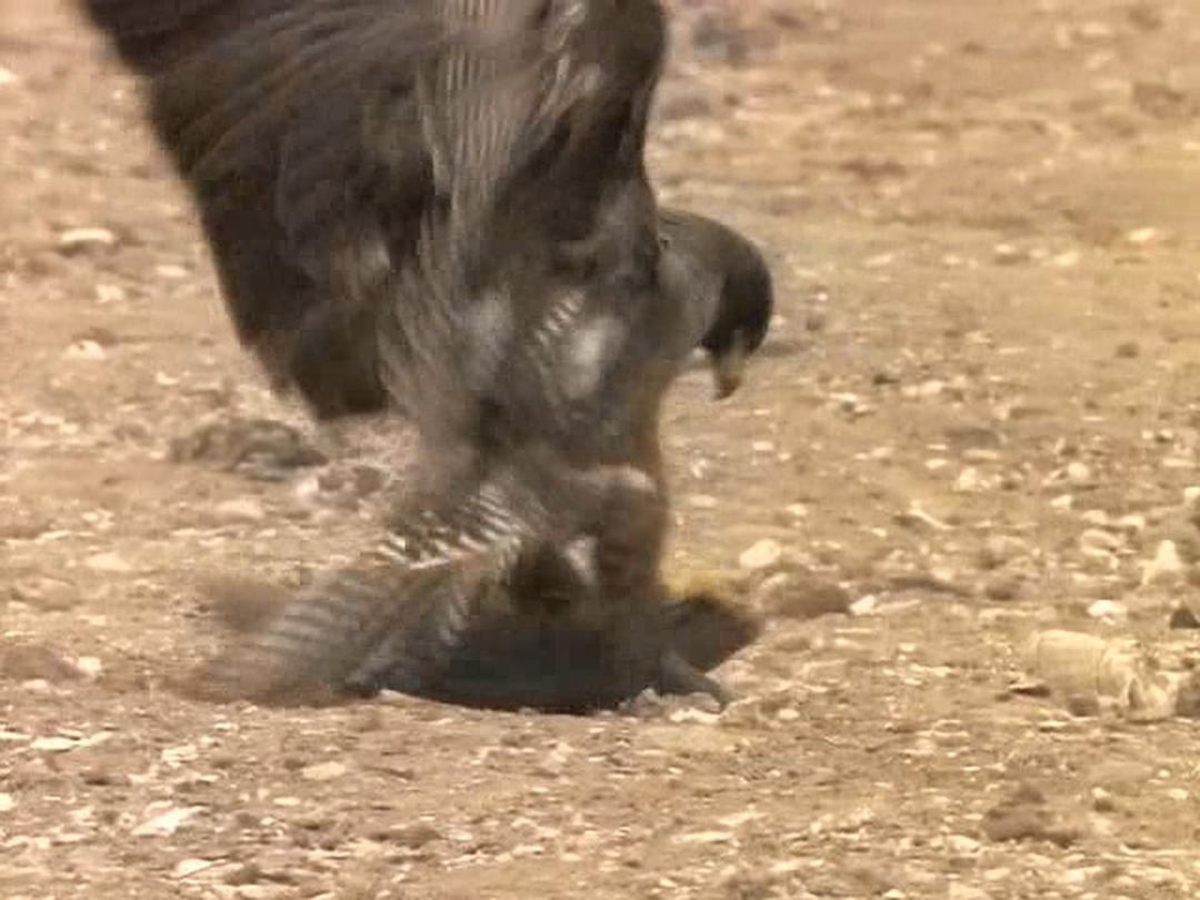 野鸟世界 The Life of Birds