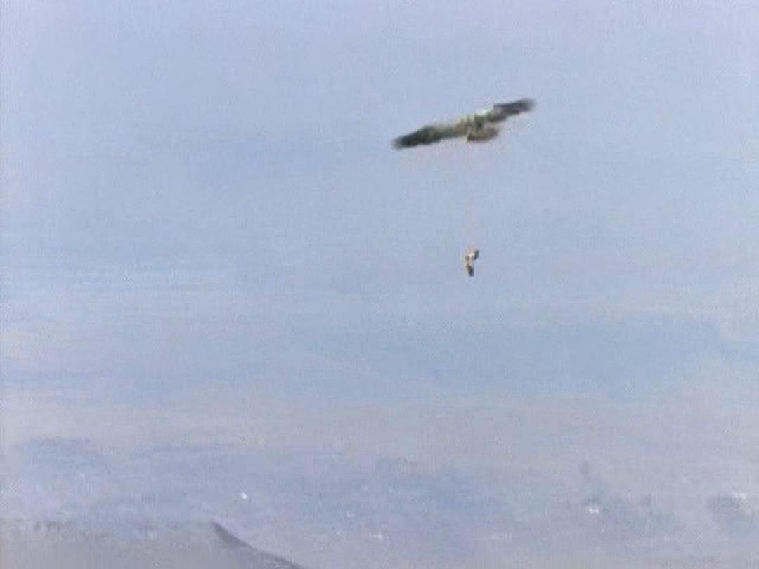 野鸟世界 The Life of Birds