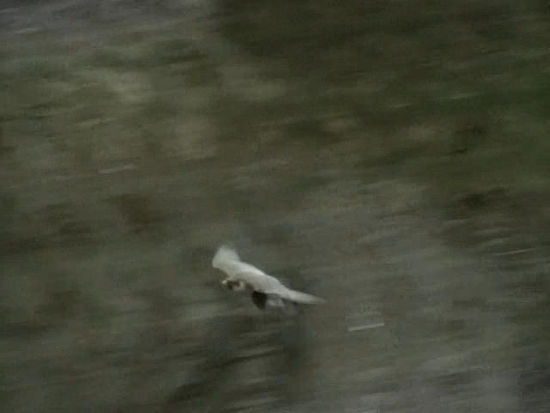 野鸟世界 The Life of Birds