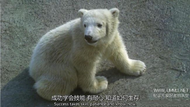 电影里的英国 动物魔力Britain on Film Animal Magic