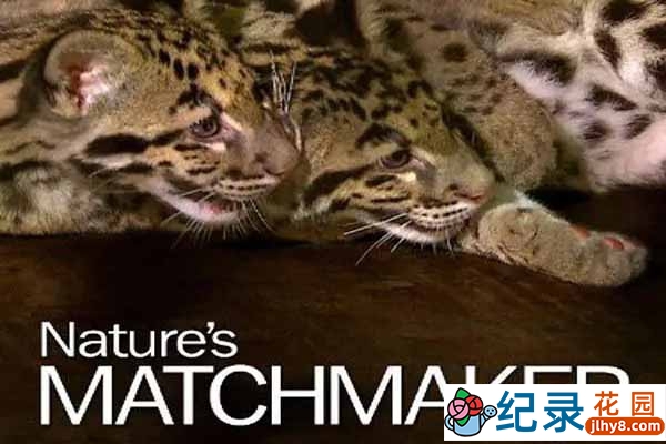 野生动物繁殖纪录片《自然界的媒人》全1集中字 1080高清纪录片资源百度云盘下载