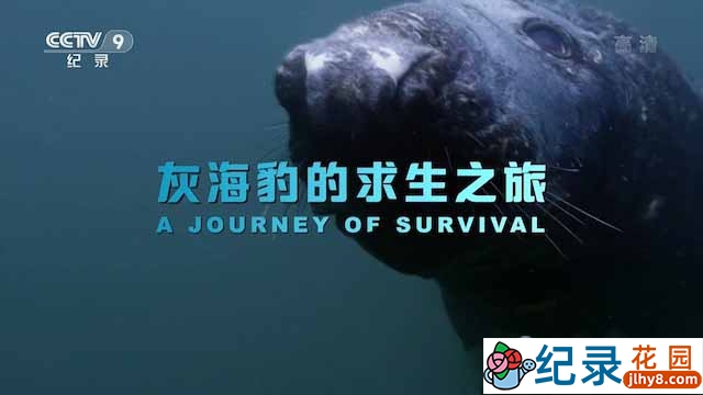 央视海洋生物纪录片《灰海豹的求生之旅 A Journey of Survival》全1集 TS/蓝光高清纪录片资源百度云盘下载