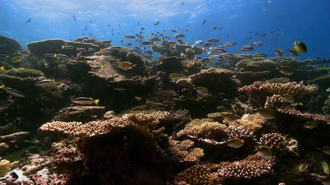 我们星球的秘密 Secrets of Our Living Planet