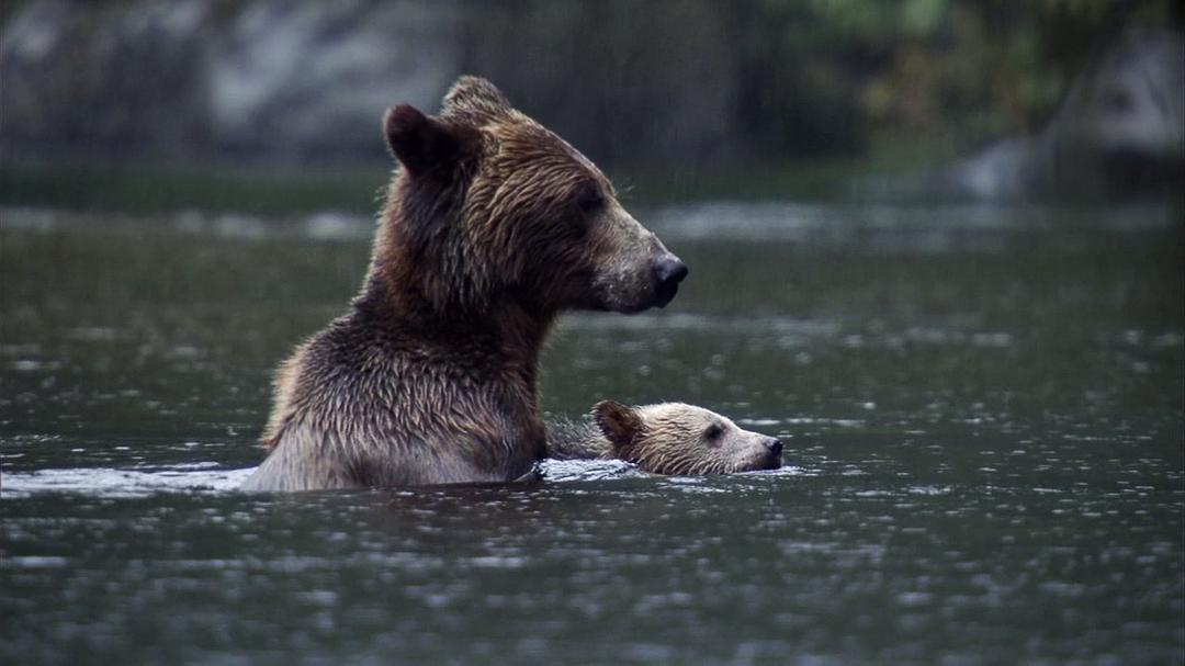 我们星球的秘密 Secrets of Our Living Planet
