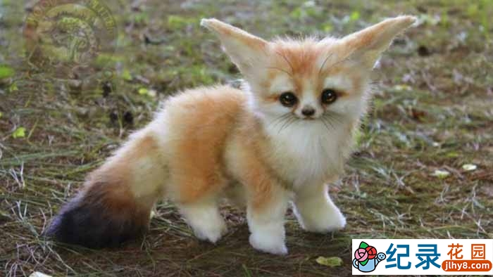 BBC生命探索纪录片《动物宝宝 Animal Babies》全3集 720P/1080i高清纪录片百度云下载