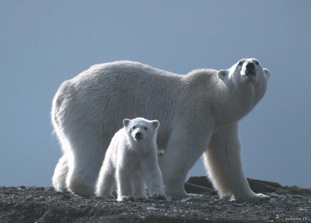 白色星球 La planète blanche