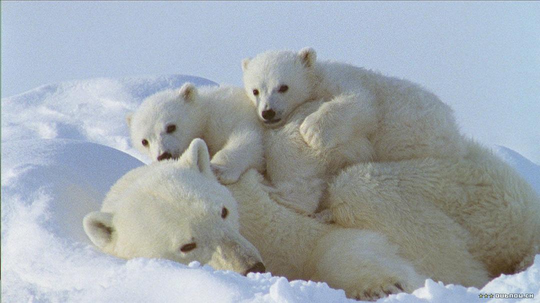 白色星球 La planète blanche