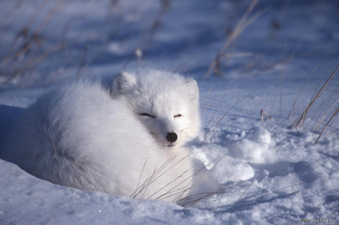 白色星球 La planète blanche