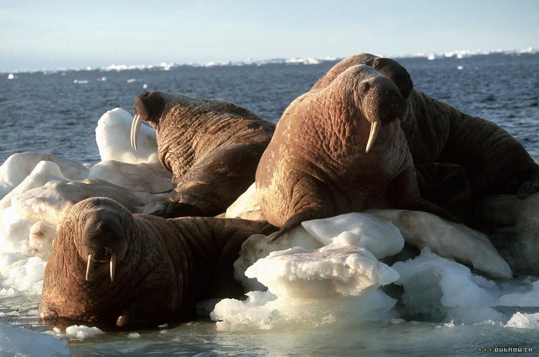 白色星球 La planète blanche