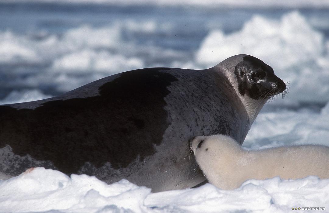 白色星球 La planète blanche