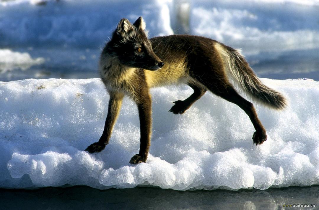 白色星球 La planète blanche