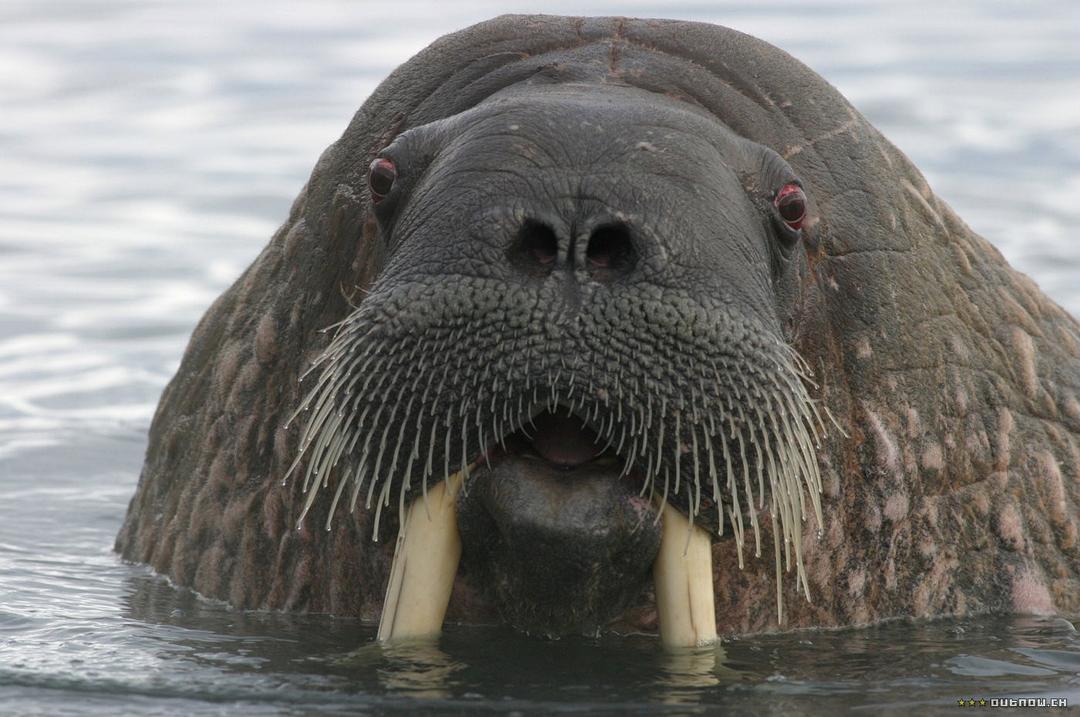 白色星球 La planète blanche