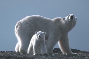 白色星球 La planète blanche