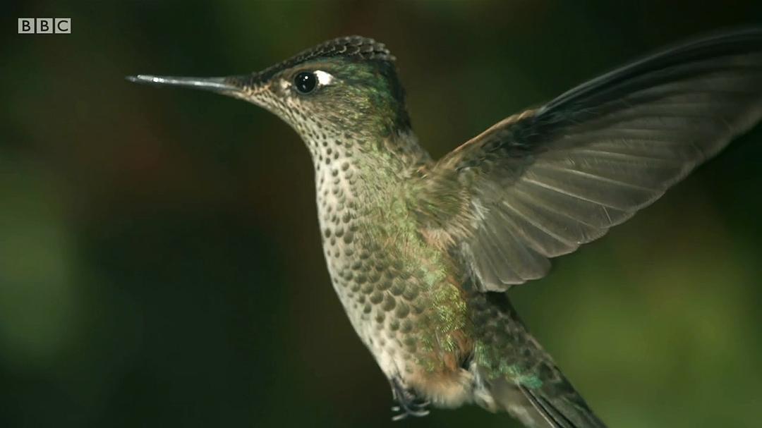 帕塔哥尼亚：神秘天堂 Patagonia: Earth's Secret Paradise