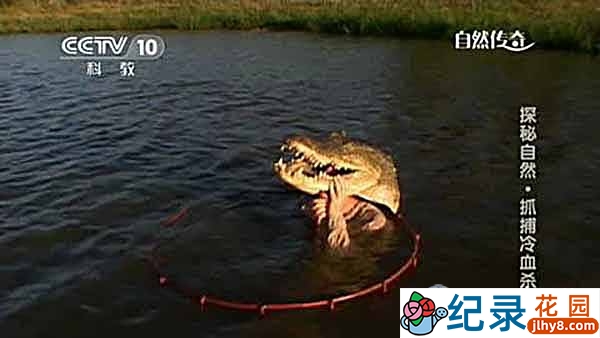 央视鳄鱼纪录片《抓捕冷血杀手之王》全1集 720P/1080i高清纪录片资源百度云盘下载