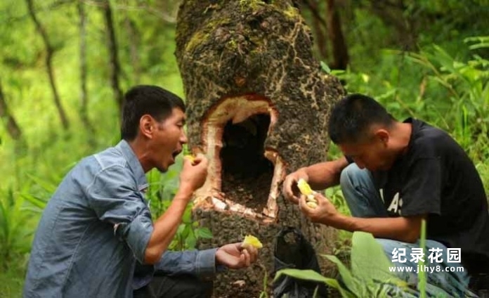 捅马蜂窝纪录片《马蜂猎人》第3季原版无字 1080P高清自媒体解说素材百度云盘下载
