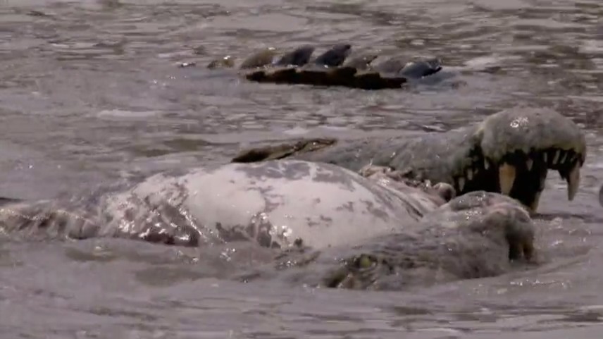 鳄鱼盛宴 Dragon's Feast