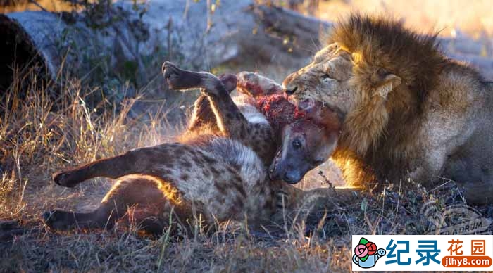 野生动物纪录片《永世仇敌：狮子与鬣狗》全1集国语 标清纪录片资源百度云盘下载