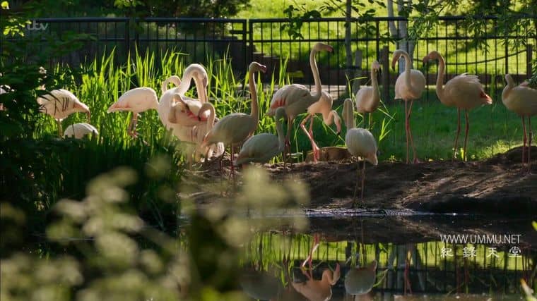 伦敦动物园：非凡的一年 London Zoo: An Extraordinary Year