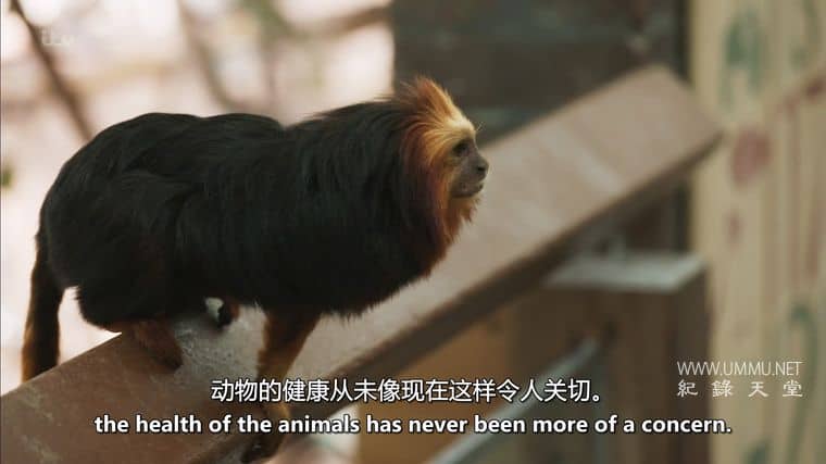 伦敦动物园：非凡的一年 London Zoo: An Extraordinary Year