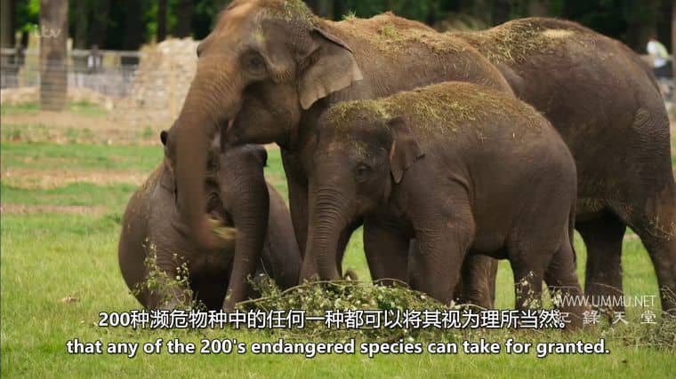 伦敦动物园：非凡的一年 London Zoo: An Extraordinary Year