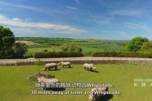 伦敦动物园：非凡的一年 London Zoo: An Extraordinary Year