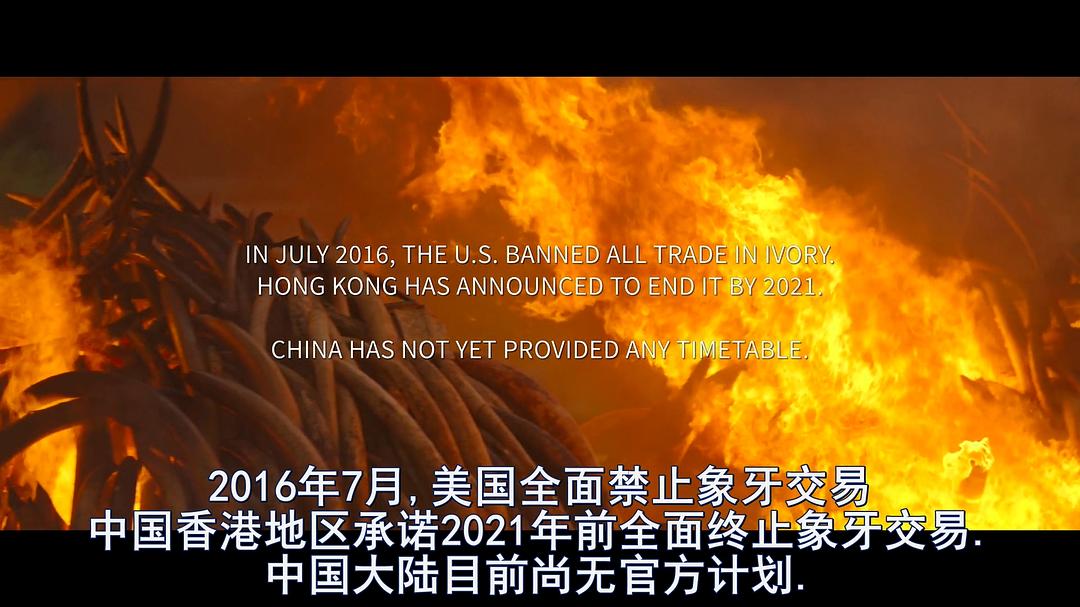 象牙游戏 The Ivory Game