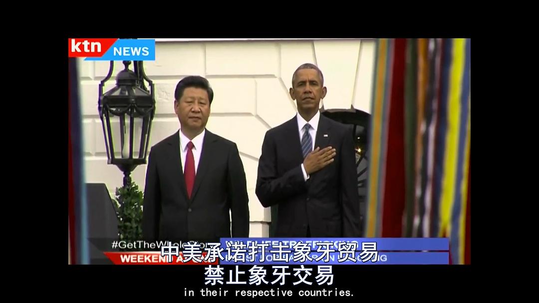 象牙游戏 The Ivory Game