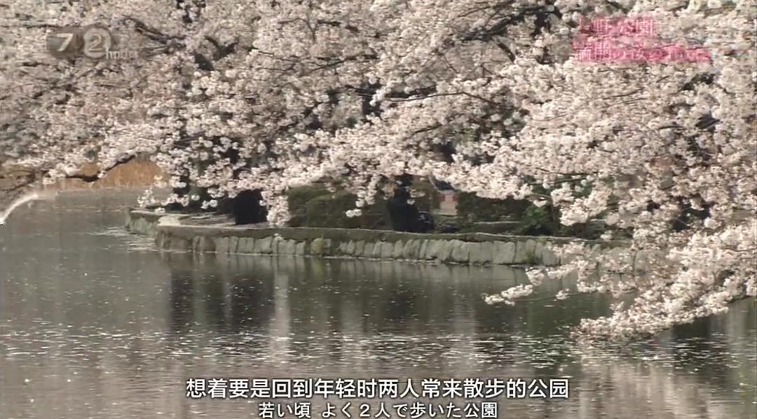 纪实72小时 上野公园 盛开的樱花 ドキュメント72時間 上野公園・満開の桜の下には