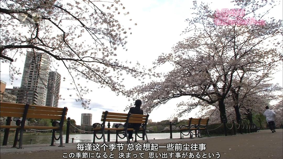 纪实72小时 上野公园 盛开的樱花 ドキュメント72時間 上野公園・満開の桜の下には