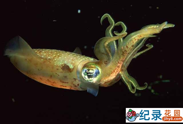 海洋生物纪录片《软体动物的秘密世界 The Secret World of Mollusks》全1集 720P/1080i高清纪录片资源百度云盘下载