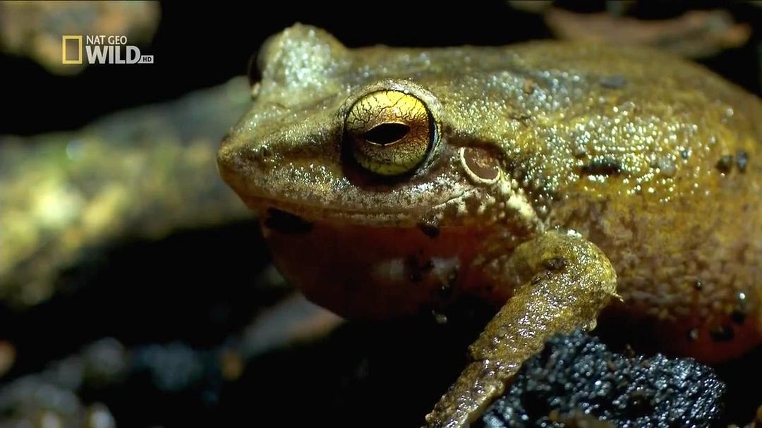 野性夏威夷 Wild Hawaii