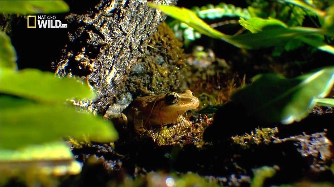 野性夏威夷 Wild Hawaii