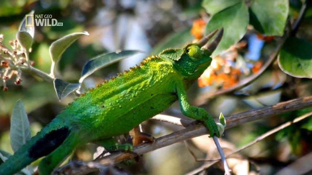 野性夏威夷 Wild Hawaii