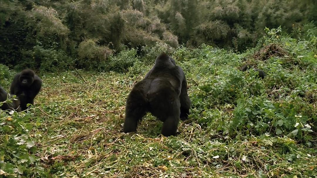 山地大猩猩 Mountain Gorilla
