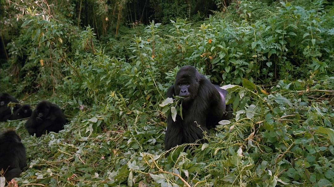 山地大猩猩 Mountain Gorilla