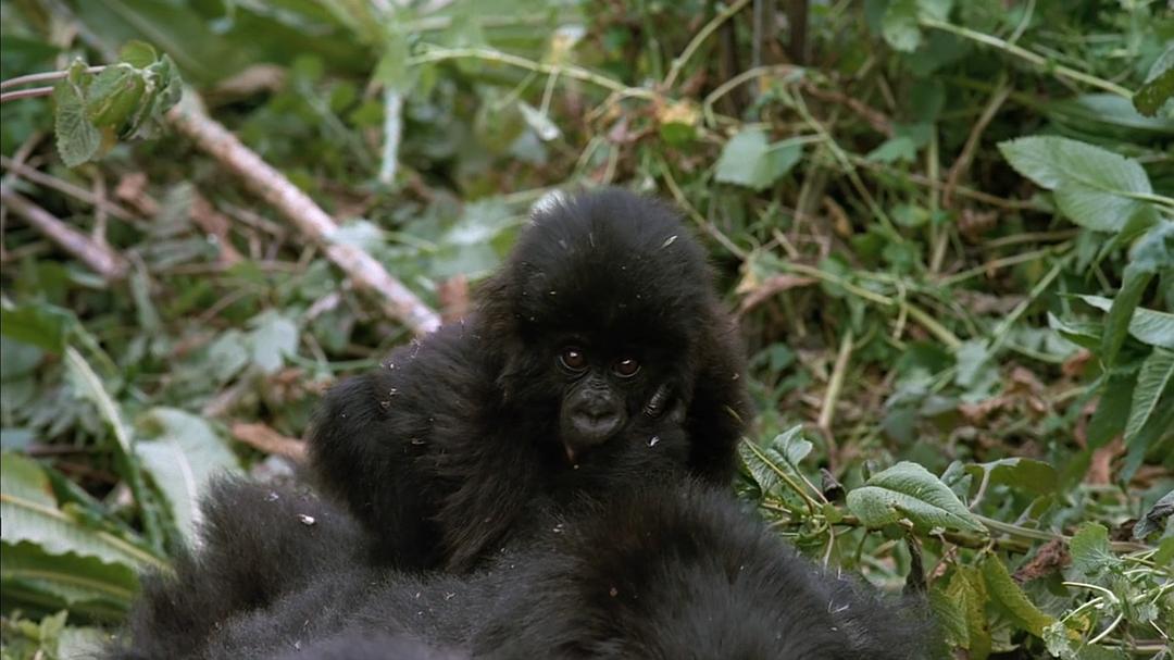 山地大猩猩 Mountain Gorilla