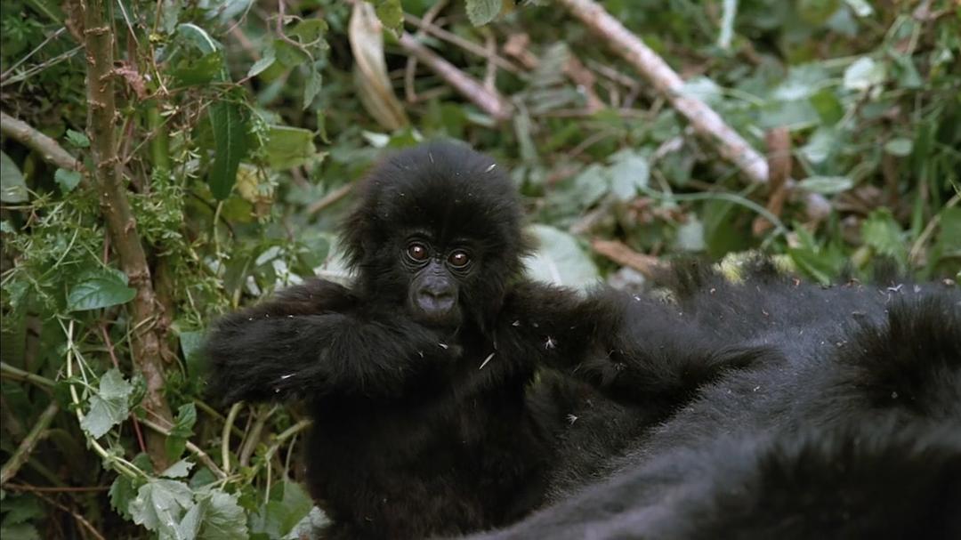 山地大猩猩 Mountain Gorilla