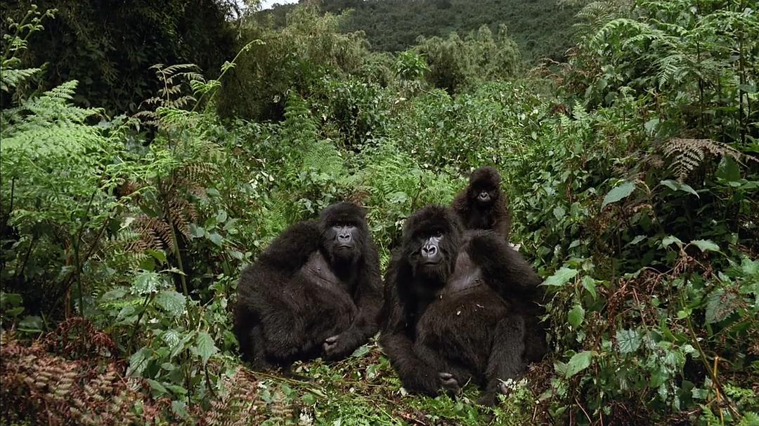 山地大猩猩 Mountain Gorilla