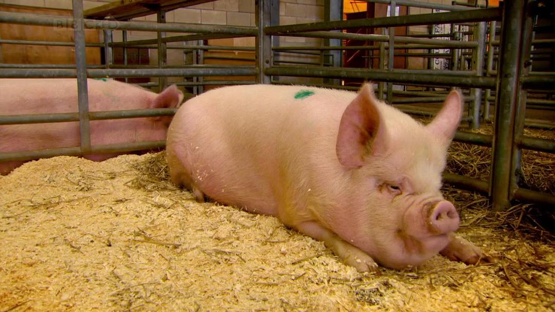 家禽家畜私生活 第一季 The private life of… Season 1