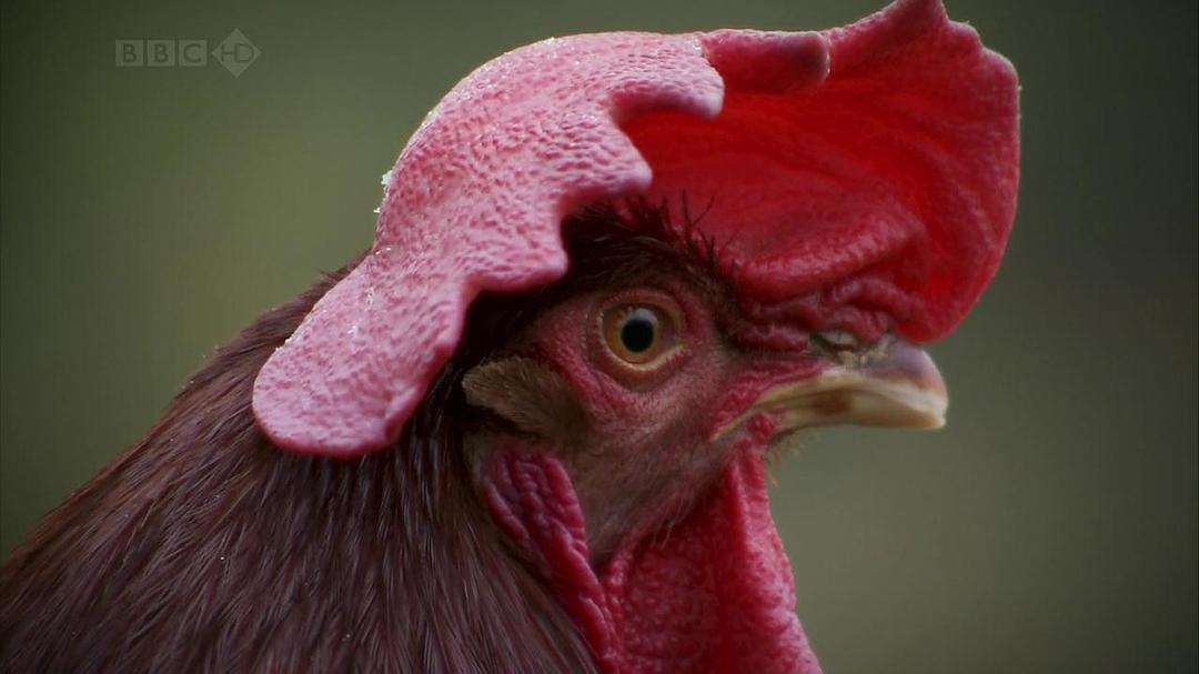 家禽家畜私生活 第一季 The private life of… Season 1