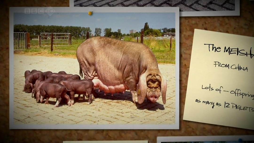 家禽家畜私生活 第一季 The private life of… Season 1