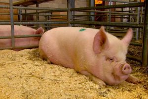 家禽家畜私生活 第一季 The private life of… Season 1