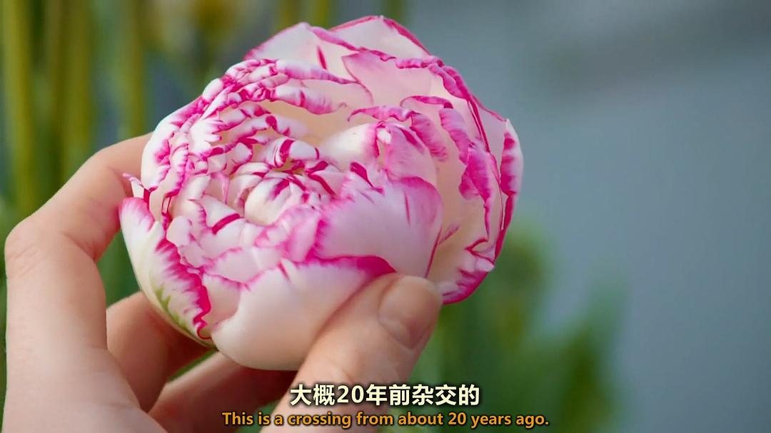 世界上最大的鲜花市场 The World's Biggest Flower Market