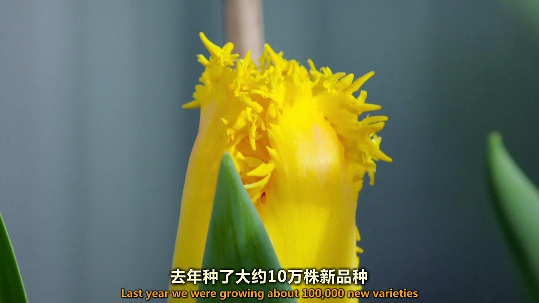 世界上最大的鲜花市场 The World's Biggest Flower Market